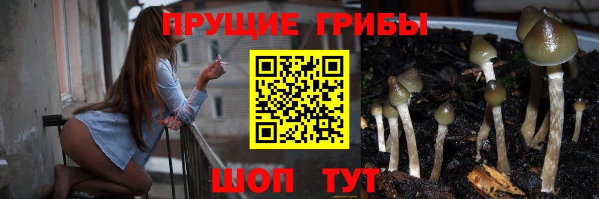 Чусовой  Галлюциногенные грибы Psilocybine cubensis  Вход с VPN 